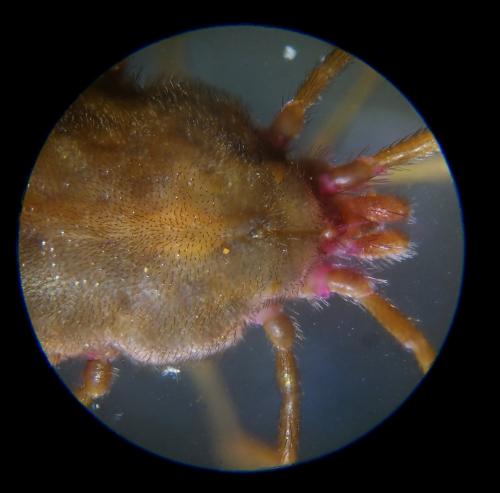 Erythraeus sp.